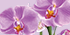 SVC-UVEON18-ORCHPURPLE