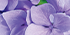 Hydrangeas Purple