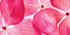 Hydrangeas Pink