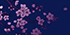 Dark Cherry Blossom