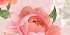 Carnations Pink