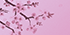 Cherry Blossom
